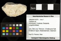 Foto (Objekt + Etiketten) von Coelopus sp. 